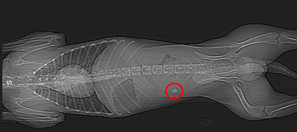Example of image obtained during the in vivo study